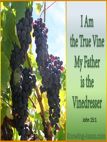 John 15:1 The True Vine (sage)